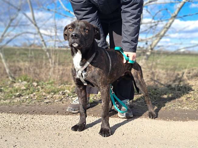 pfotenretterungarn Findus Feb-26 (5)