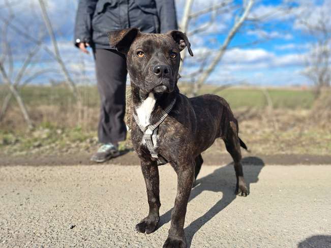 pfotenretterungarn Findus Feb-26 (6)