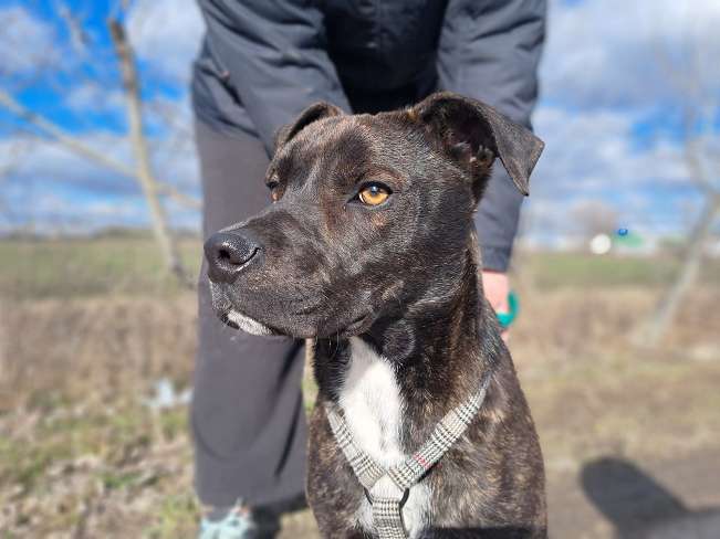 pfotenretterungarn Findus Feb-26 (7)