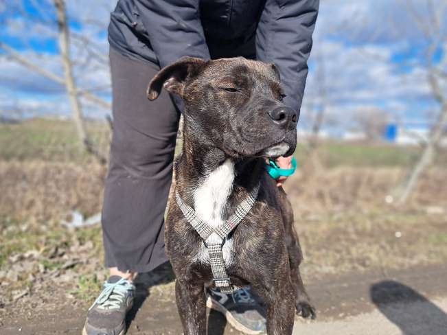 pfotenretterungarn Findus Feb-26 (8)