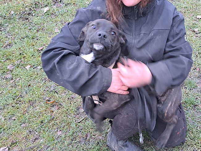 pfotenretterungarn Findus neu (1)