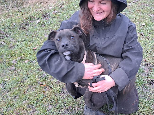 pfotenretterungarn Findus neu (2)