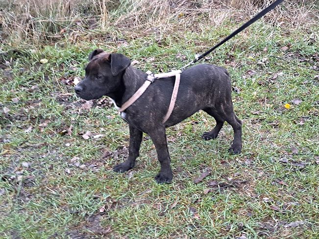 pfotenretterungarn Findus neu (3)