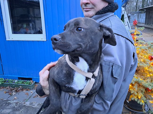 pfotenretterungarn Findus neu (4)