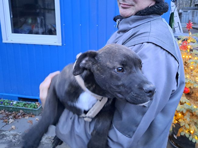 pfotenretterungarn Findus neu (5)