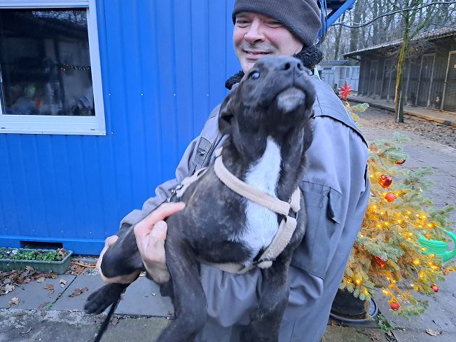 pfotenretterungarn Findus neu (6)