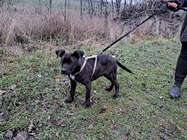 pfotenretterungarn Findus neu (7)