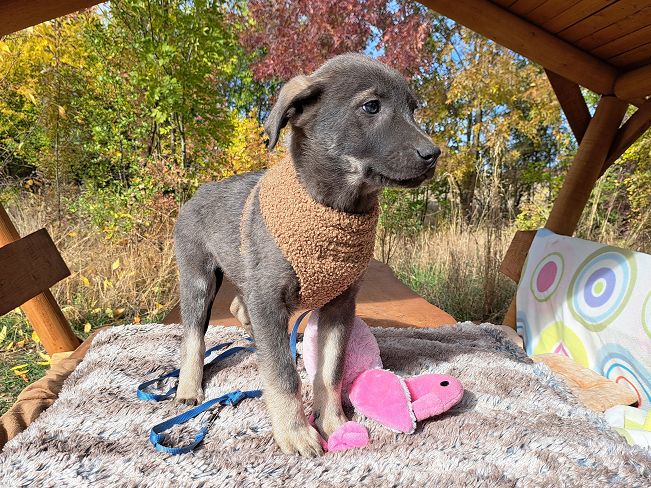 pfotenretterungarn Fusilli (10)