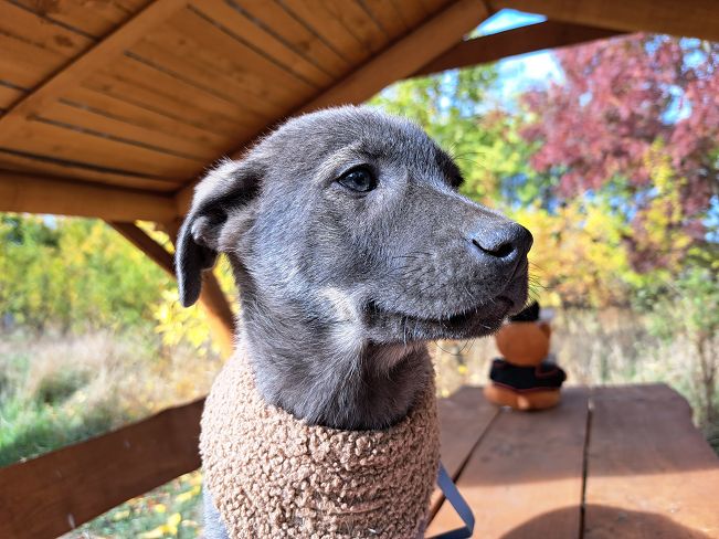 pfotenretterungarn Fusilli (12)