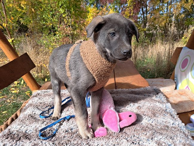 pfotenretterungarn Fusilli (2)