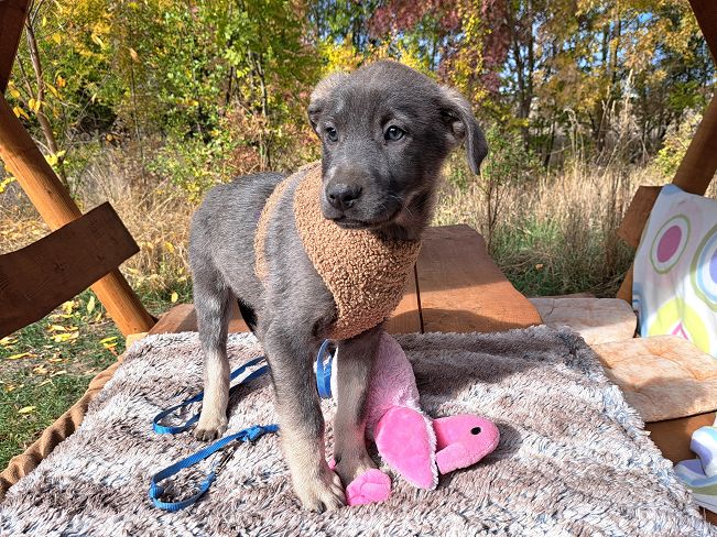 pfotenretterungarn Fusilli (3)