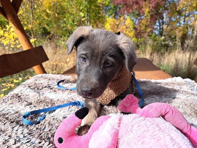 pfotenretterungarn Fusilli (4)