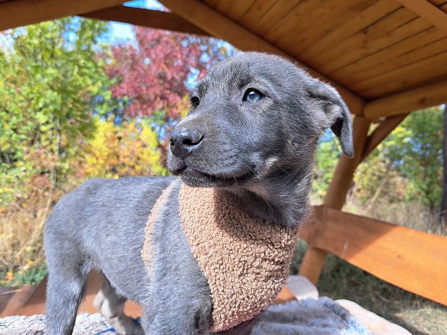 pfotenretterungarn Fusilli (7)