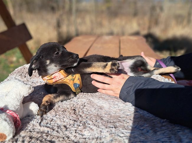 pfotenretterungarn Gracie (10)