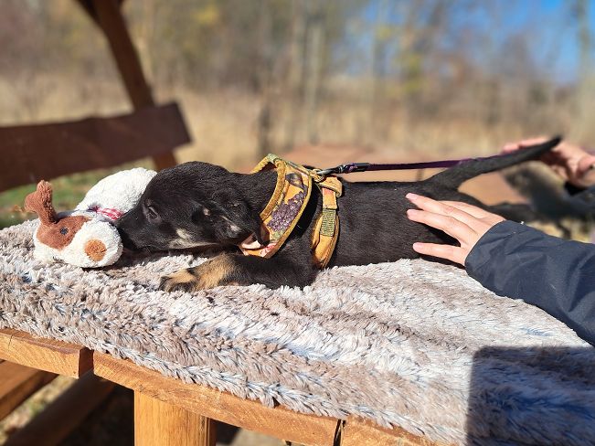 pfotenretterungarn Gracie (11)