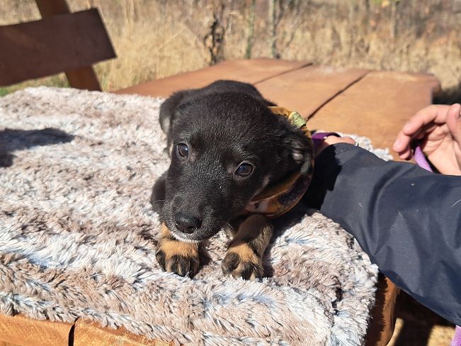 pfotenretterungarn Gracie (12)