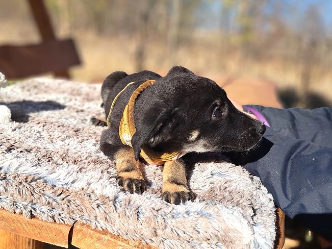 pfotenretterungarn Gracie (13)