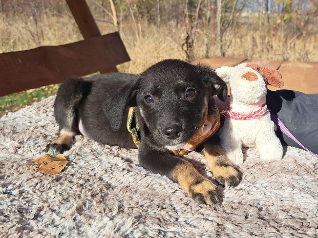 pfotenretterungarn Gracie (14)