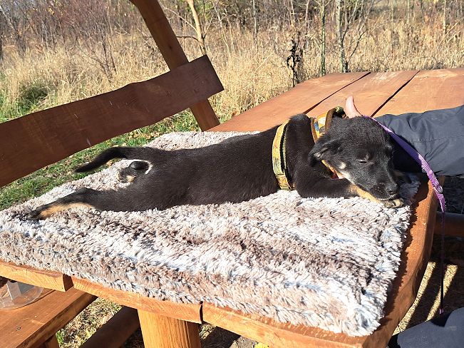 pfotenretterungarn Gracie (15)