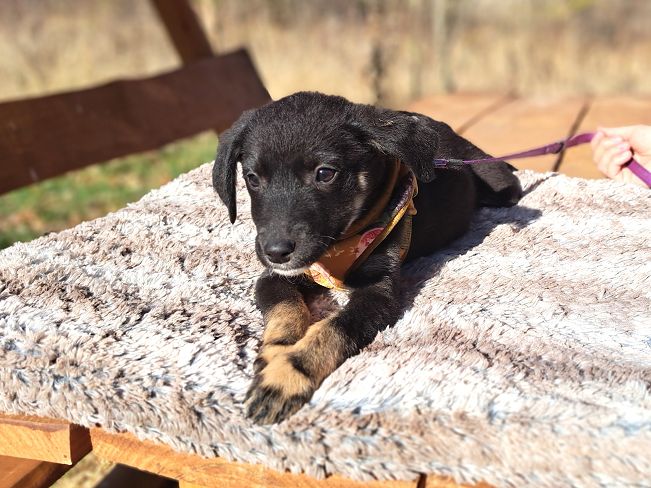 pfotenretterungarn Gracie (16)