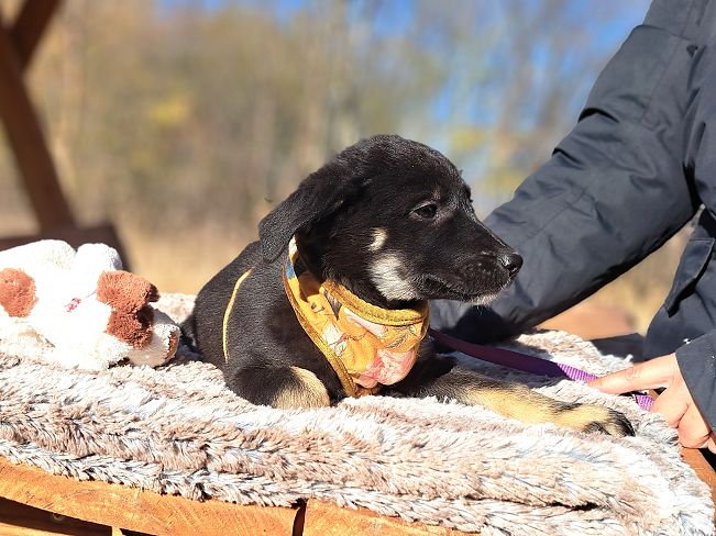 pfotenretterungarn Gracie (17)