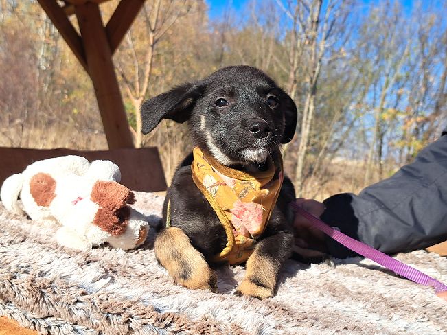 pfotenretterungarn Gracie (18)