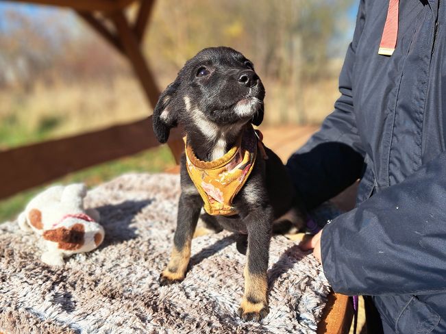 pfotenretterungarn Gracie (19)