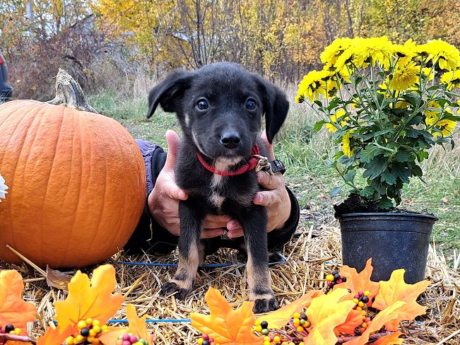 pfotenretterungarn Gracie (2)