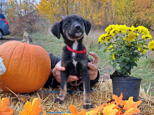 pfotenretterungarn Gracie (3)