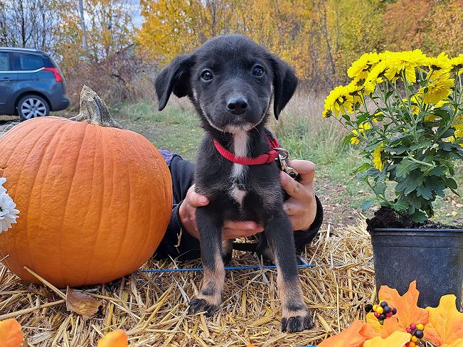 pfotenretterungarn Gracie (4)