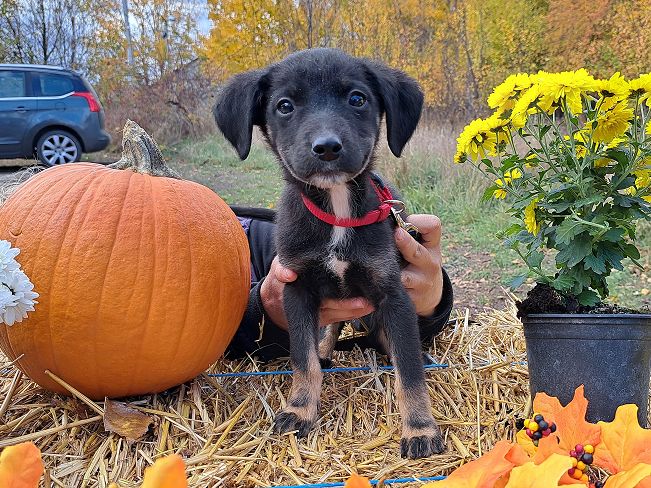 pfotenretterungarn Gracie (5)