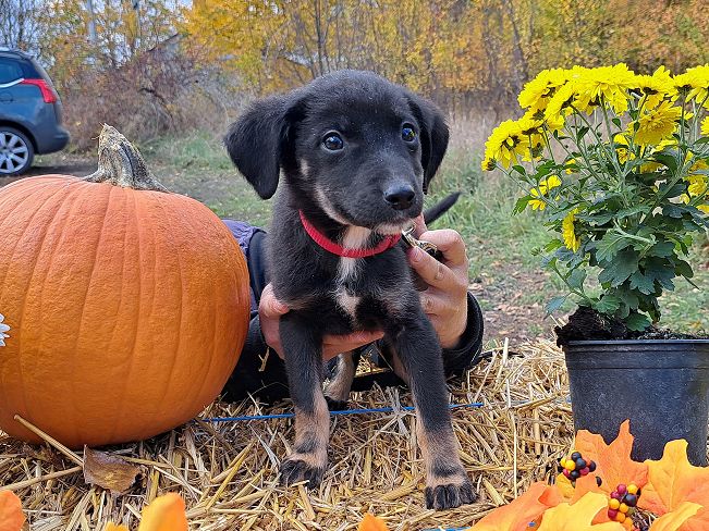 pfotenretterungarn Gracie (6)