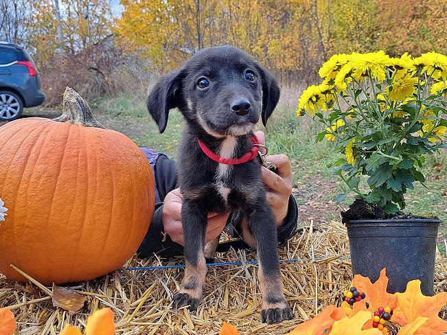 pfotenretterungarn Gracie (7)