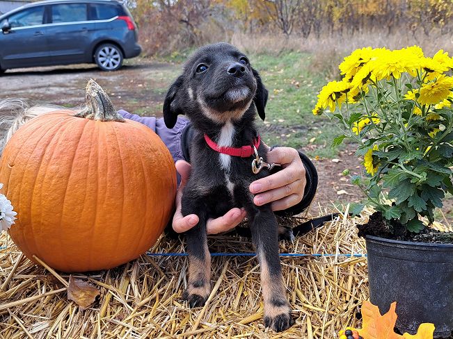 pfotenretterungarn Gracie (8)