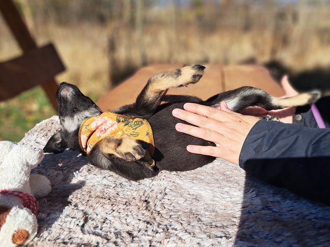 pfotenretterungarn Gracie (9)