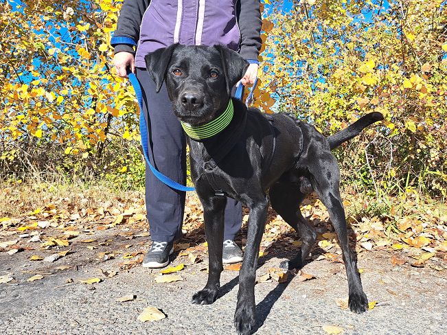 pfotenretterungarn Herceg (11)