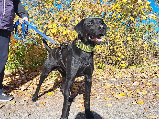 pfotenretterungarn Herceg (12)