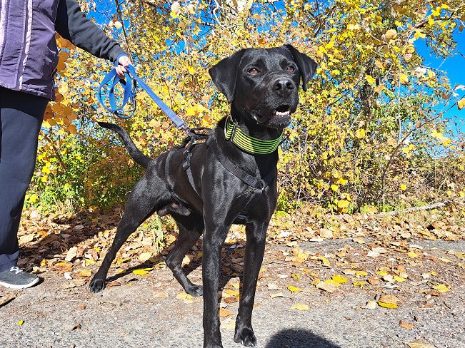 pfotenretterungarn Herceg (13)