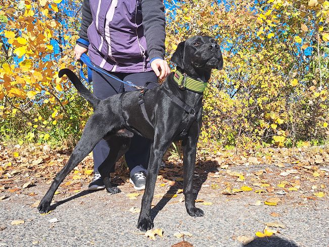 pfotenretterungarn Herceg (14)