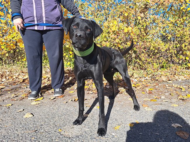 pfotenretterungarn Herceg (2)