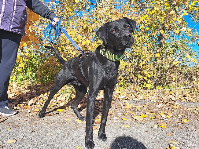 pfotenretterungarn Herceg (4)