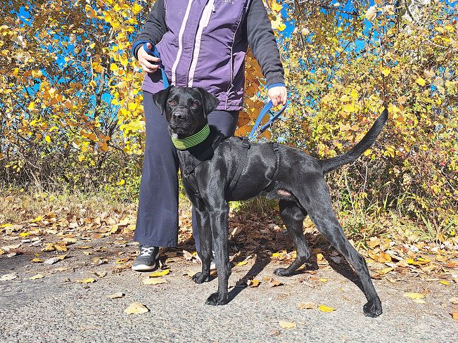 pfotenretterungarn Herceg (5)