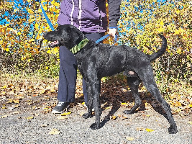 pfotenretterungarn Herceg (6)