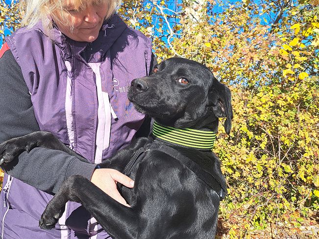 pfotenretterungarn Herceg (9)