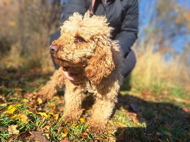 pfotenretterungarn Jule (10)