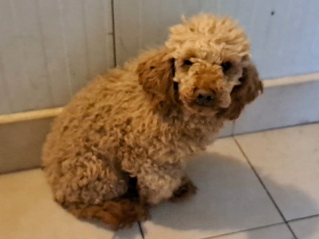 pfotenretterungarn Jule (11)