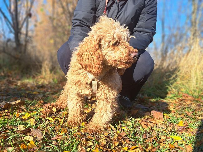 pfotenretterungarn Jule (2)