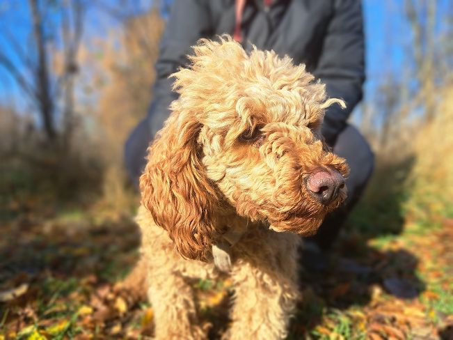 pfotenretterungarn Jule (3)