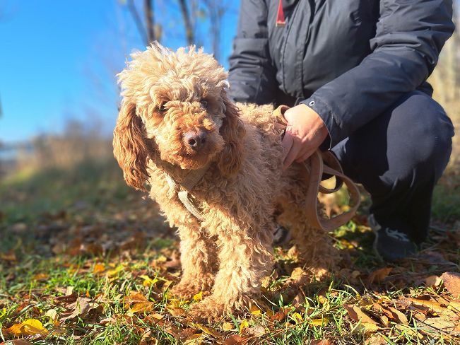 pfotenretterungarn Jule (4)