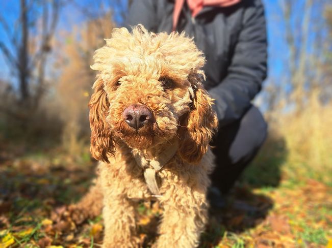 pfotenretterungarn Jule (5)